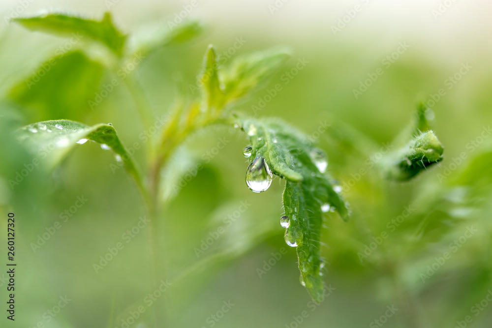 Water drop on a leaf macro shot