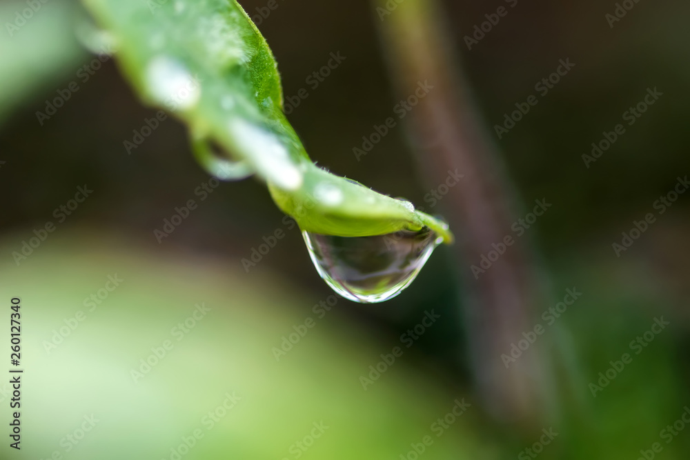 Water drop on a leaf macro shot