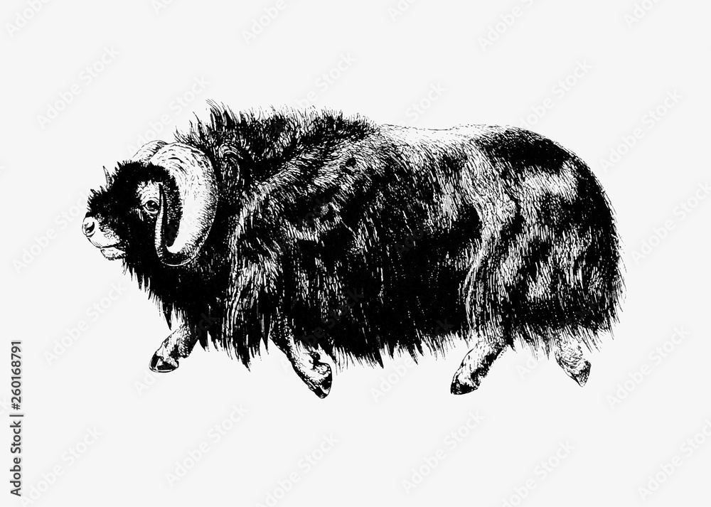 Muskox shade drawing