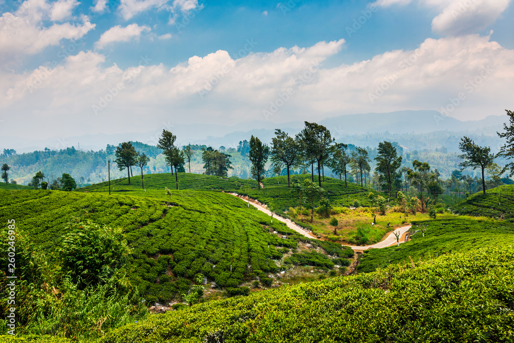 Scenic tea plantation in Sri Lanka highlands