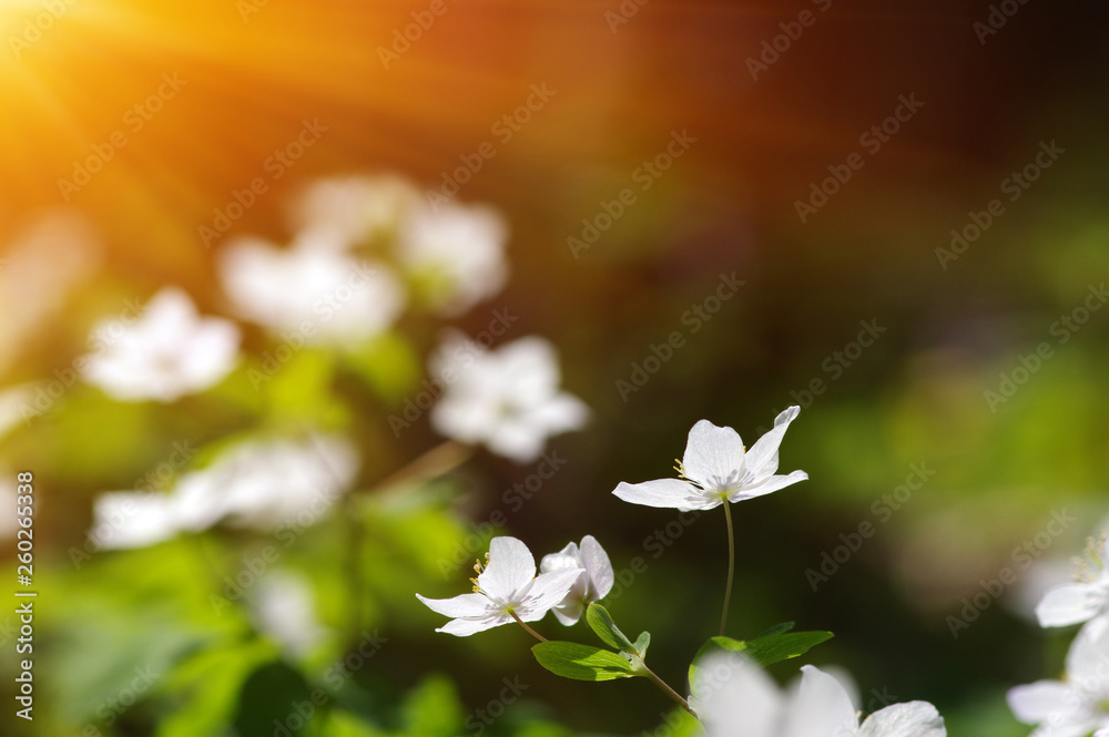 field of spring flowers