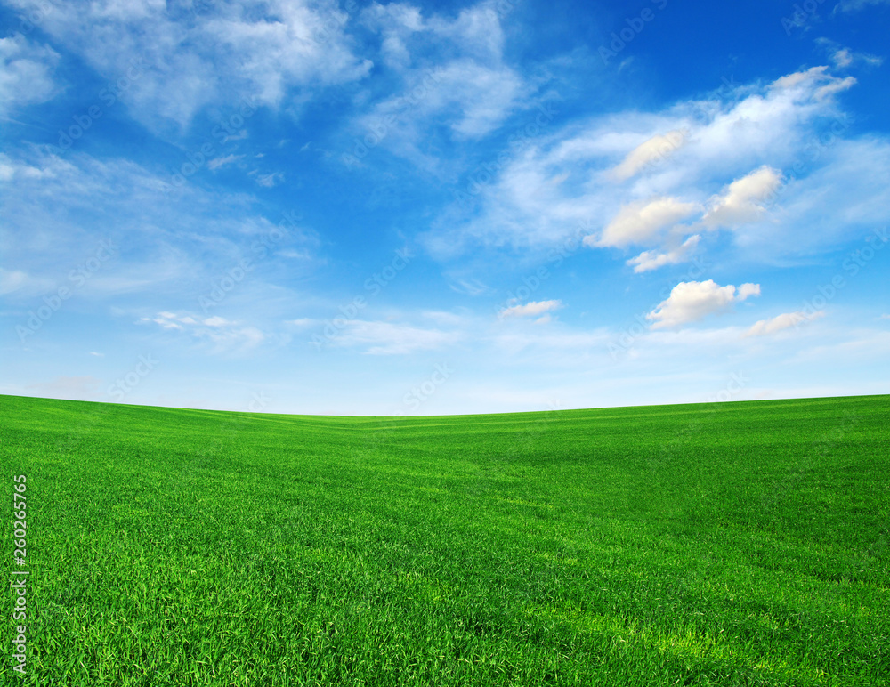 Field and blue sky with white clouds