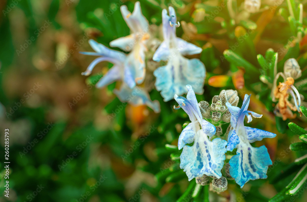 Selective focus on blue flower on blurred background. Exotic flower. Spring season. Beautiful flower