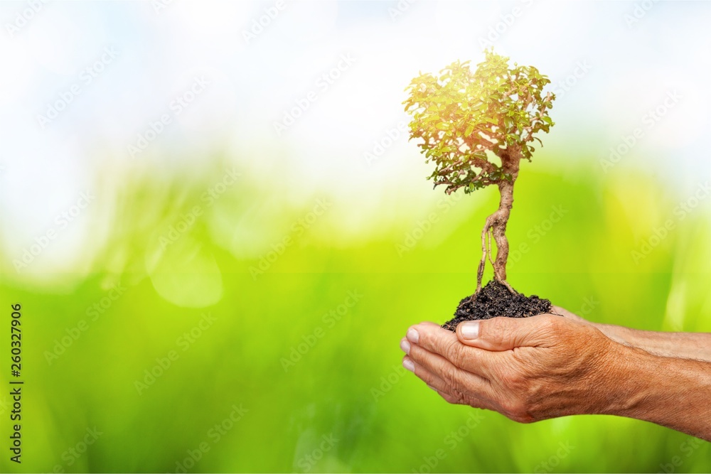 Green Growing Plant in Human Hands on beautiful natural background