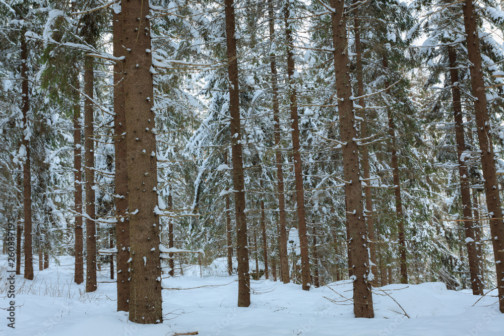 Spruce tree trunks in the forest background