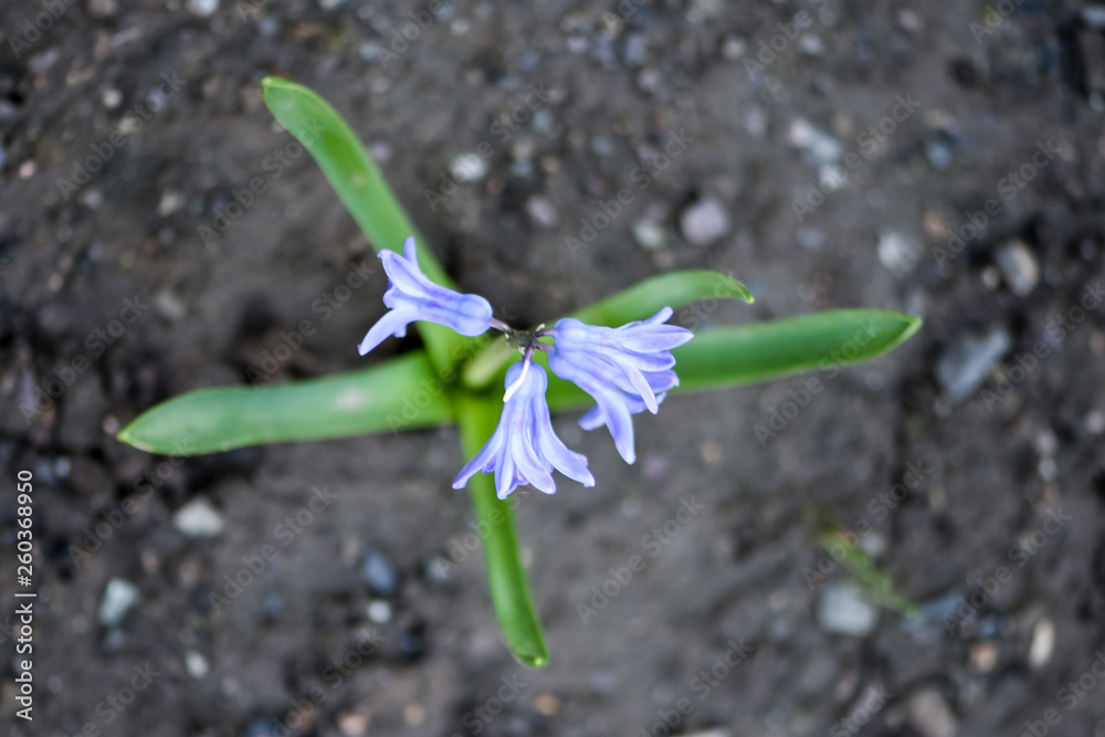 Beautiful spring flowers common hyacinth, garden hyacinth or dutch hyacinth (hyacinthus orientalis) 