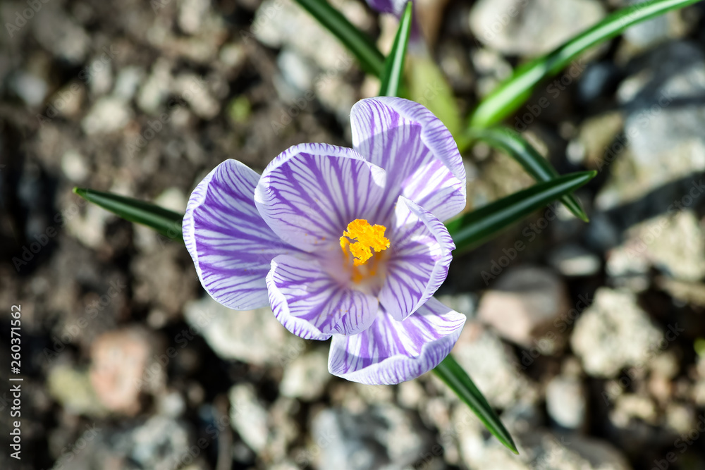 Beautiful spring flowers crocus, plural crocuses or croci is a flowering plants in the garden