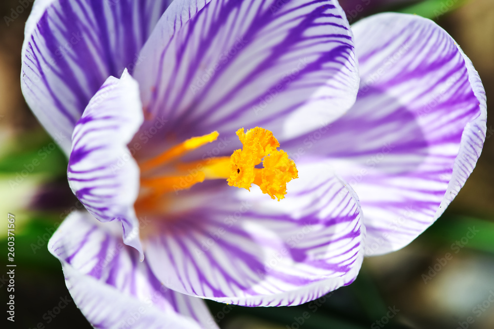 美丽的春花番红花，复数番红花或番红花是花园里的一种开花植物