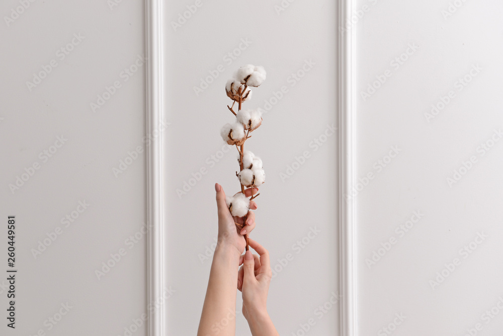 Female hands with cotton flowers on white background