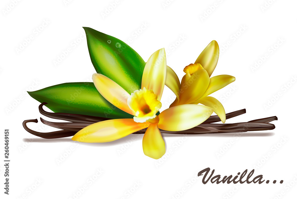 Vanilla spice with flower and leaves. Vector illustration isolated on white background.