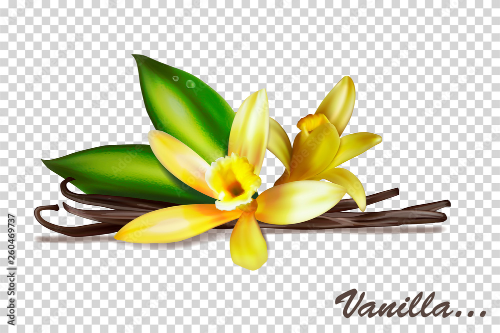 Vanilla bunches with flowers and leaves. Vector illustration isolated on a transparent background.