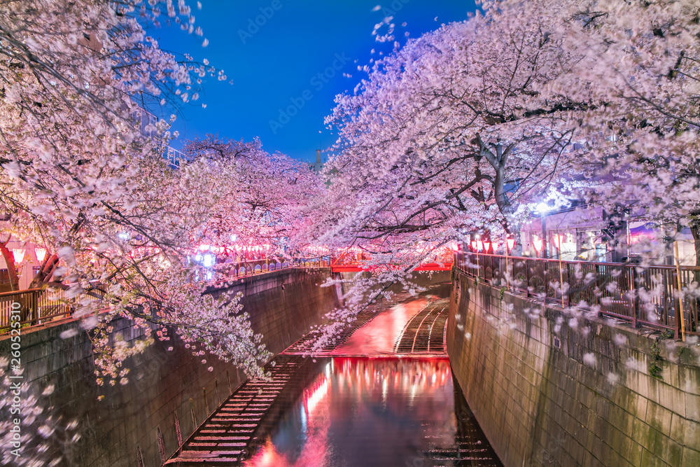 目黒川の夜桜