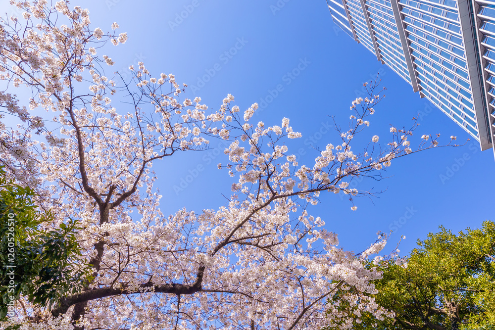 都会に咲く満開の桜