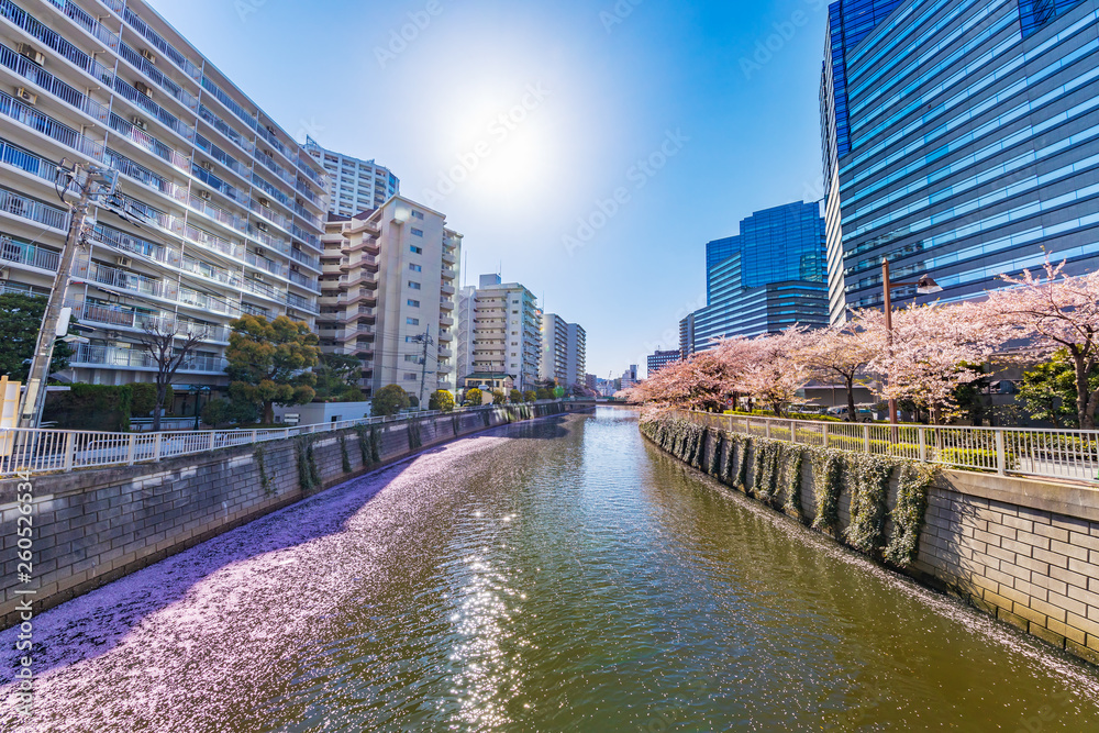 水辺に咲く桜とビル群