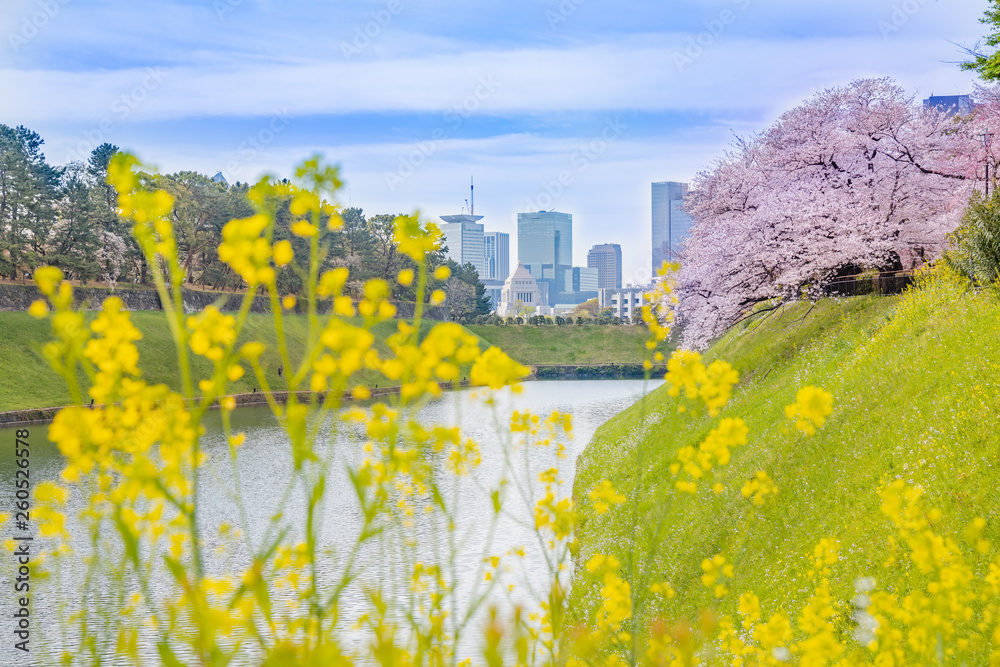 都会に咲く菜の花と桜