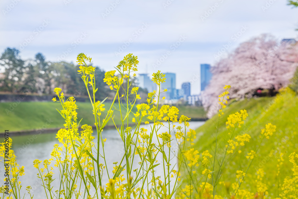 都会に咲く菜の花と桜