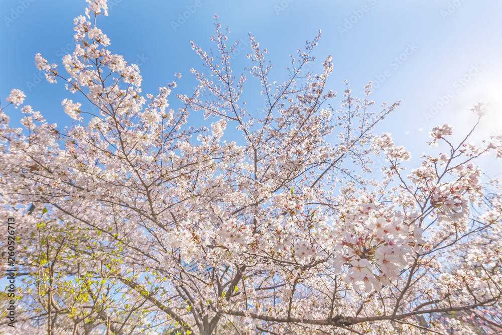 満開の桜