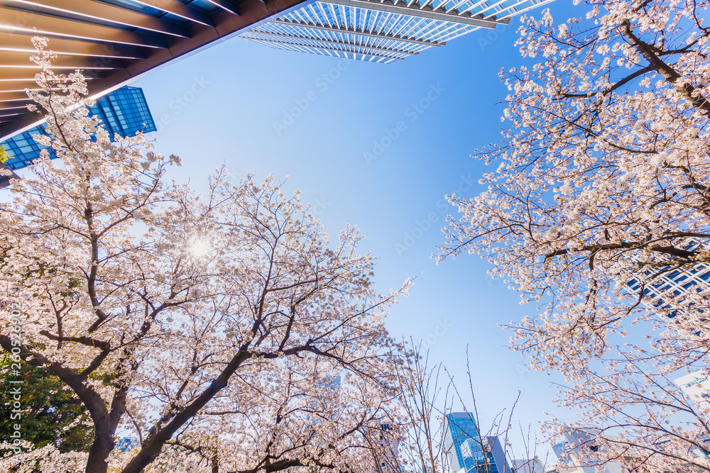 都会に咲く満開の桜