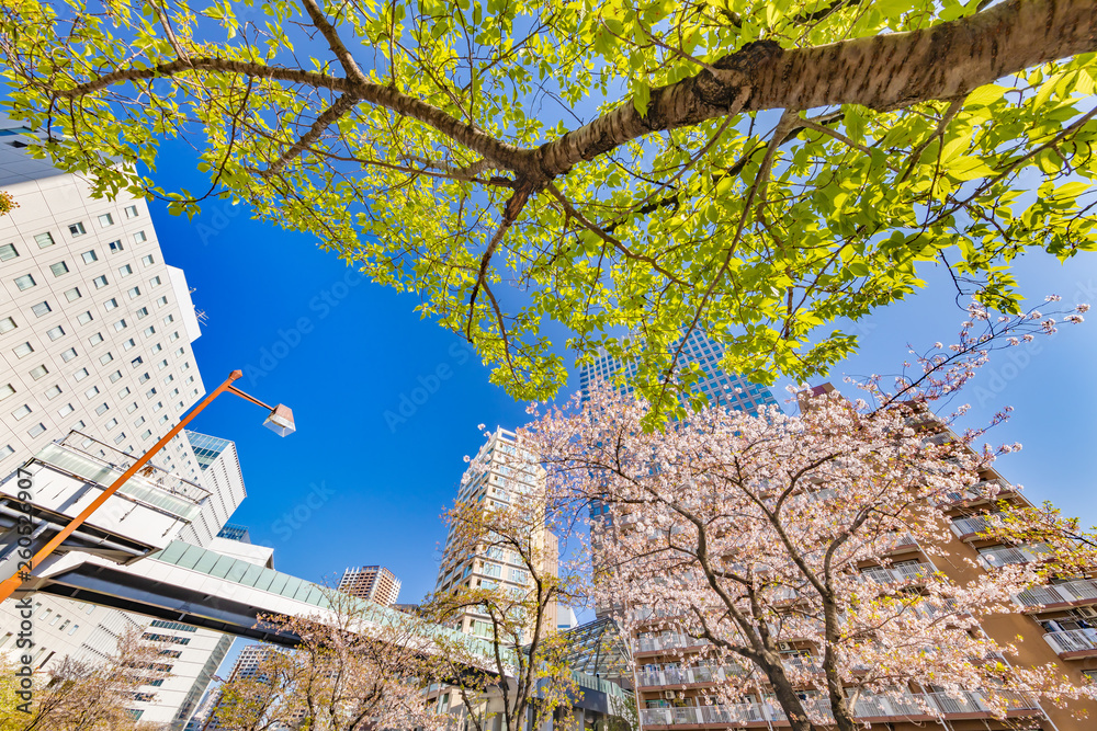 新緑と桜の木