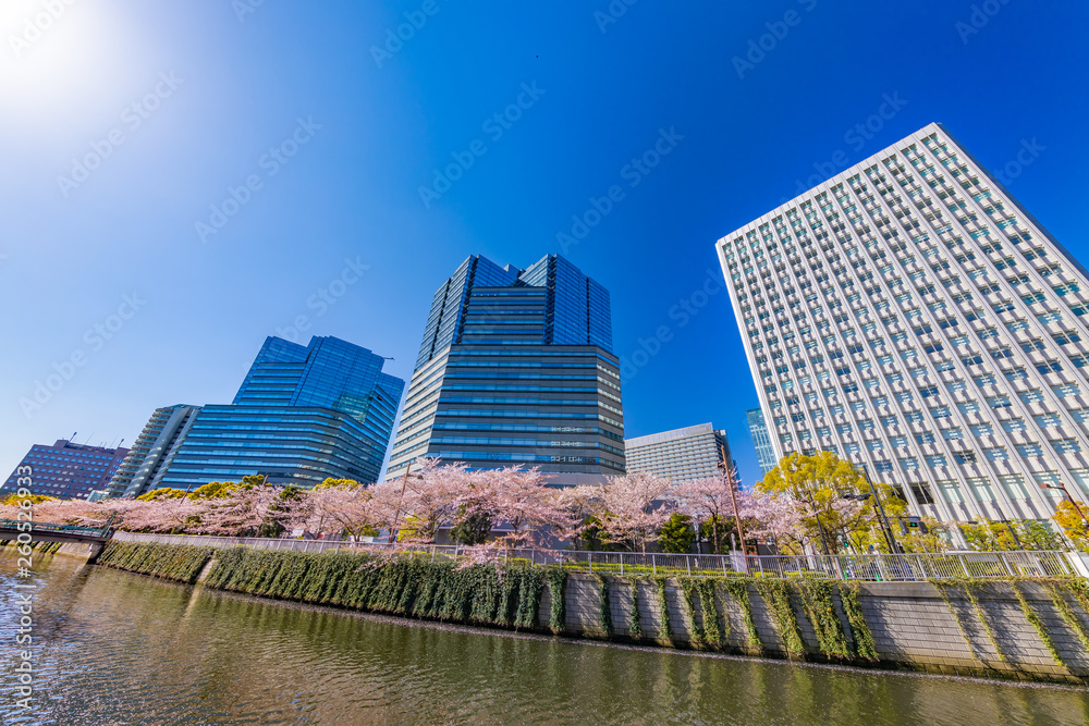 水辺に咲く桜とビル群