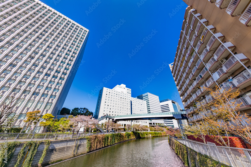 水辺に咲く桜とビル群