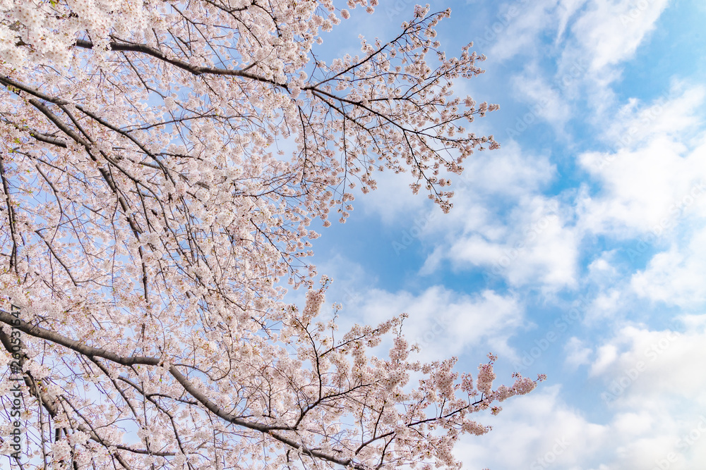 満開の桜の花