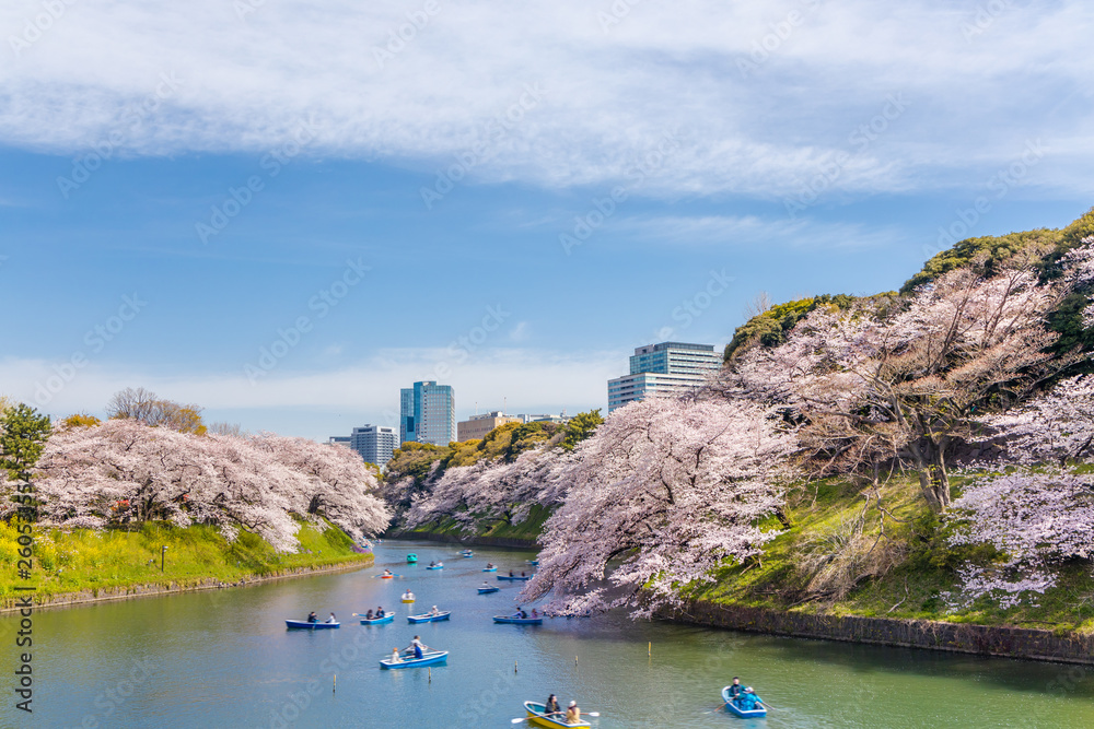 都会に咲く満開の桜