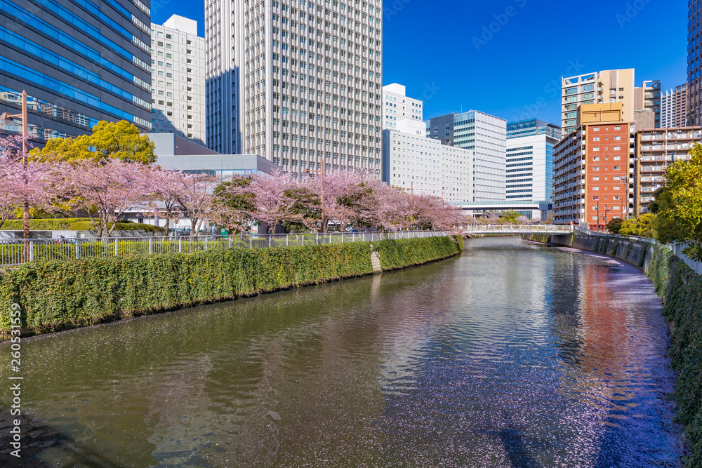 水辺に咲く桜とビル群