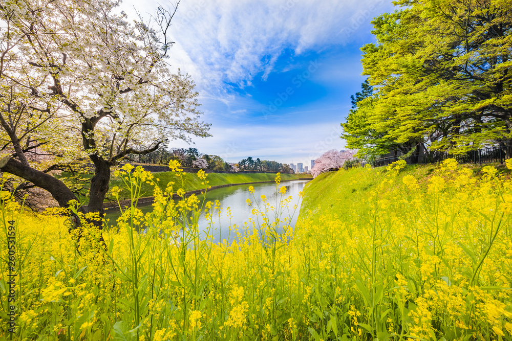 都会に咲く菜の花と桜