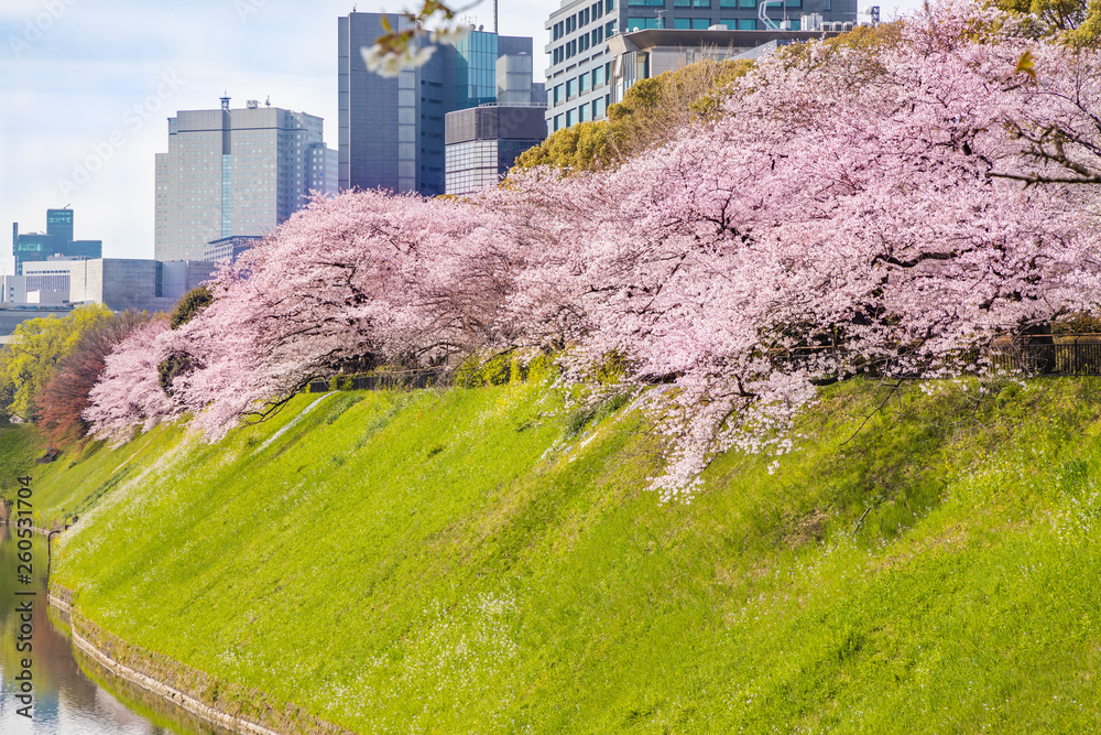 都会に咲く満開の桜