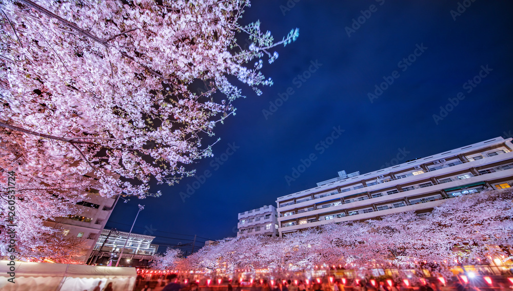 目黒川の夜桜