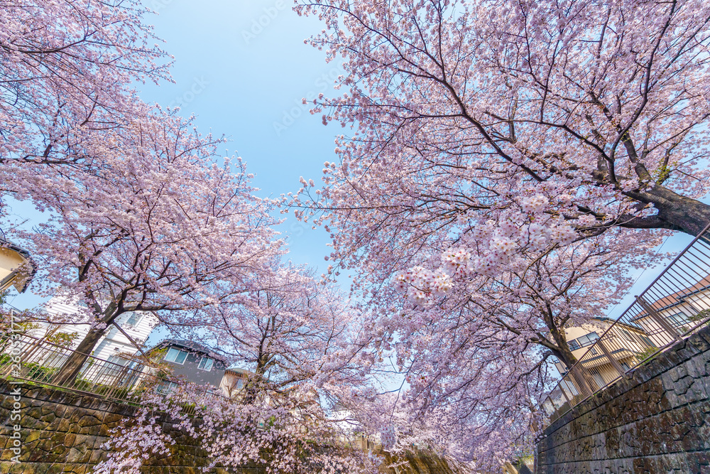 満開の桜の花