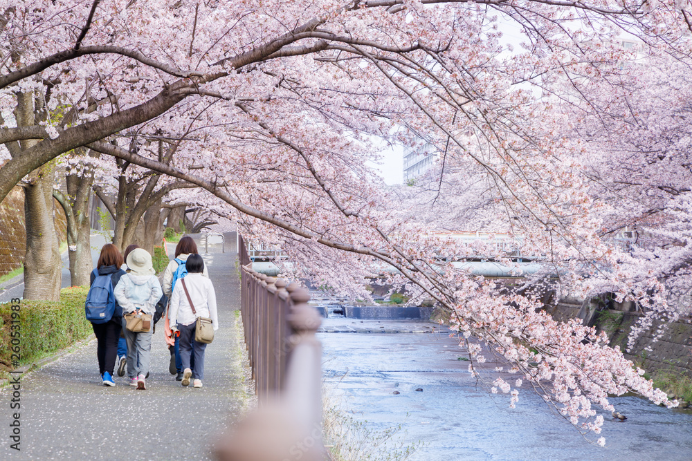 満開の桜の花