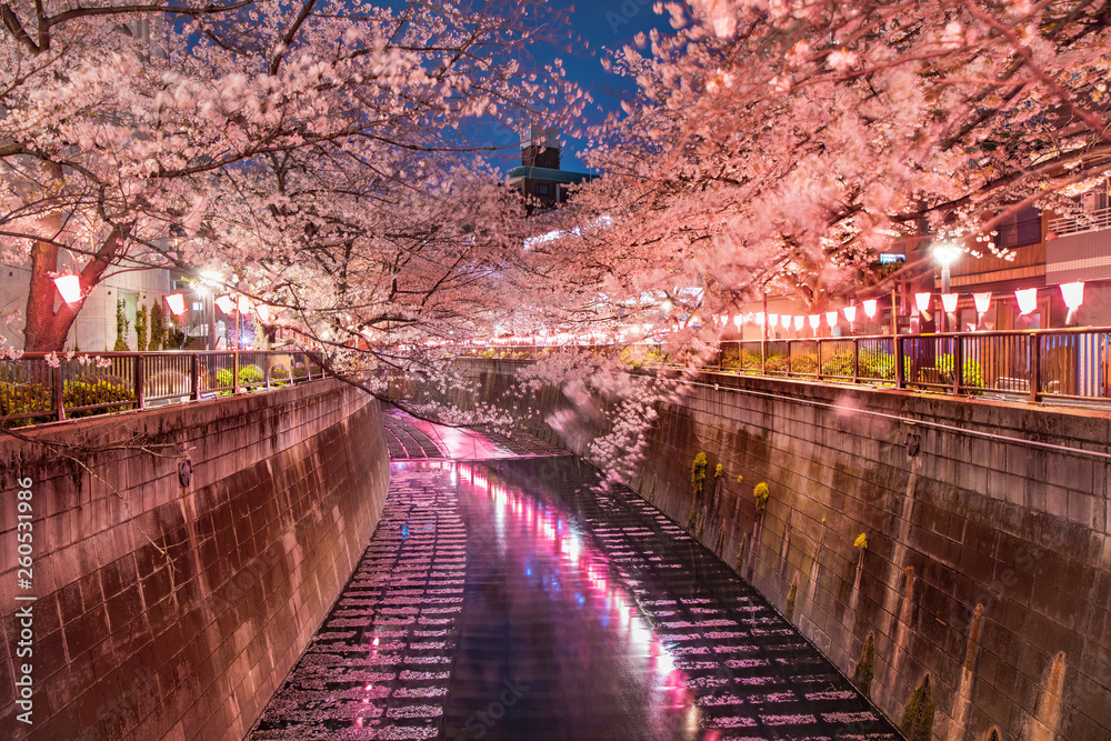 目黒川の夜桜