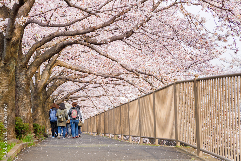 満開の桜の花