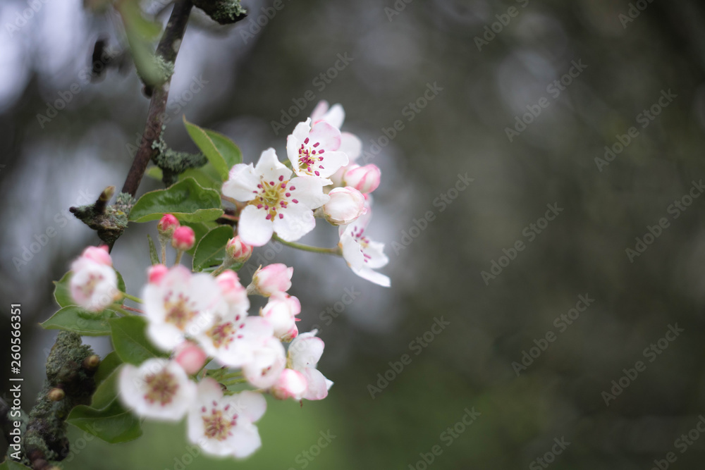 cherry tree with pink flowers