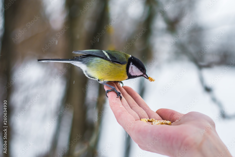 the bird is a grain with human hands in the winter