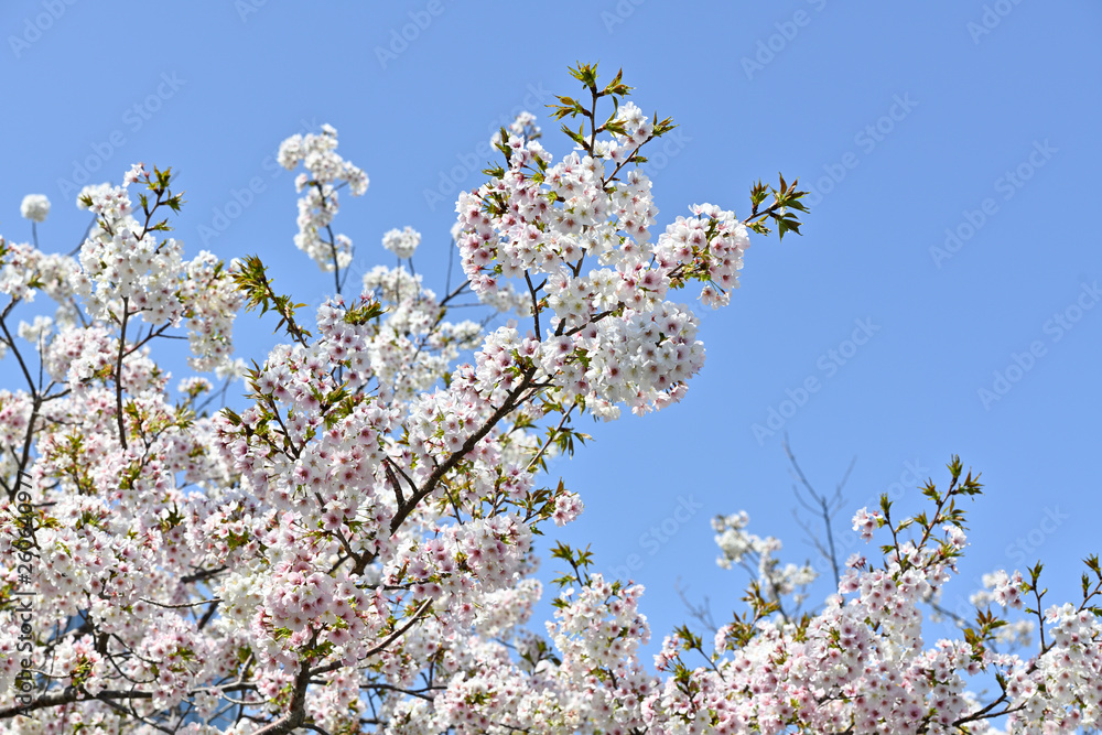 桜の花