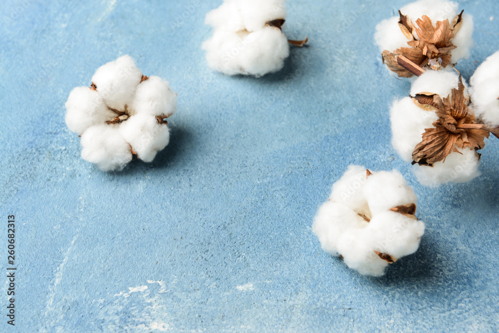 Cotton flowers on color background