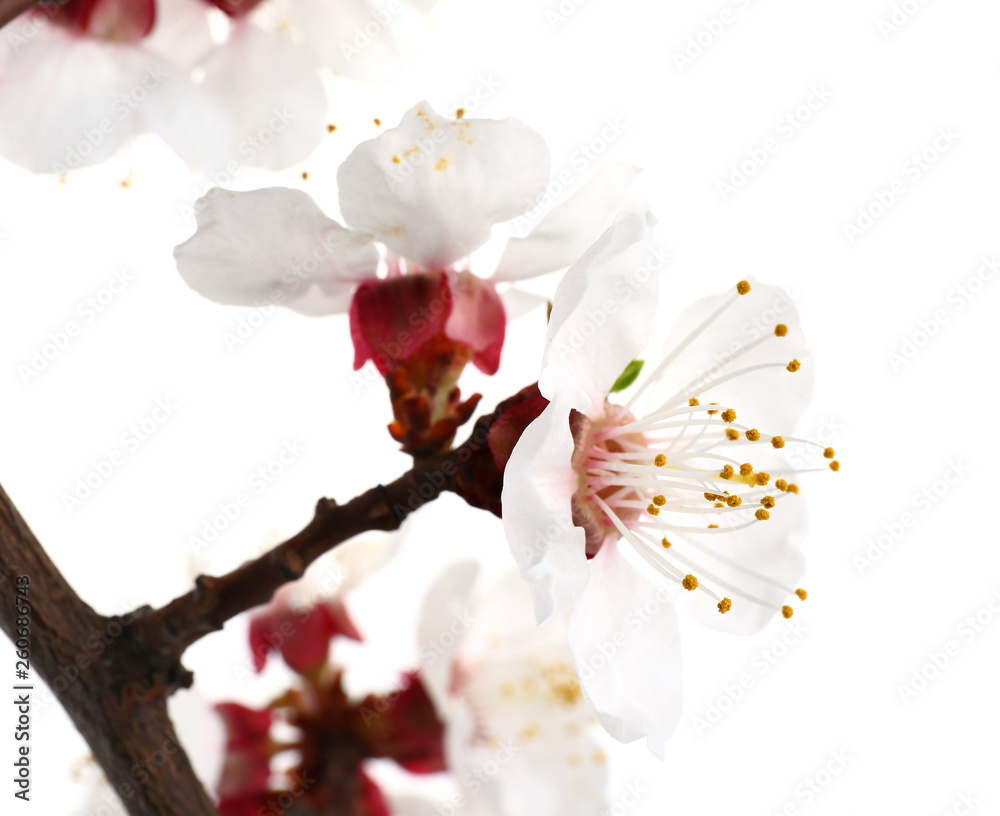 Beautiful flowers of fruit tree on white background