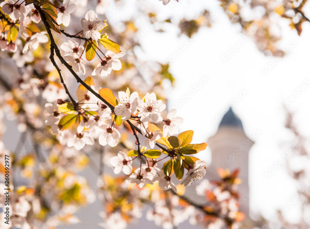 Blooming branch of tree in the city