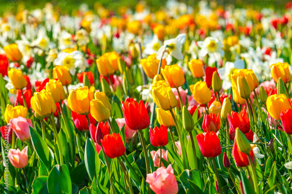 Bunte Tulpen im Frühling