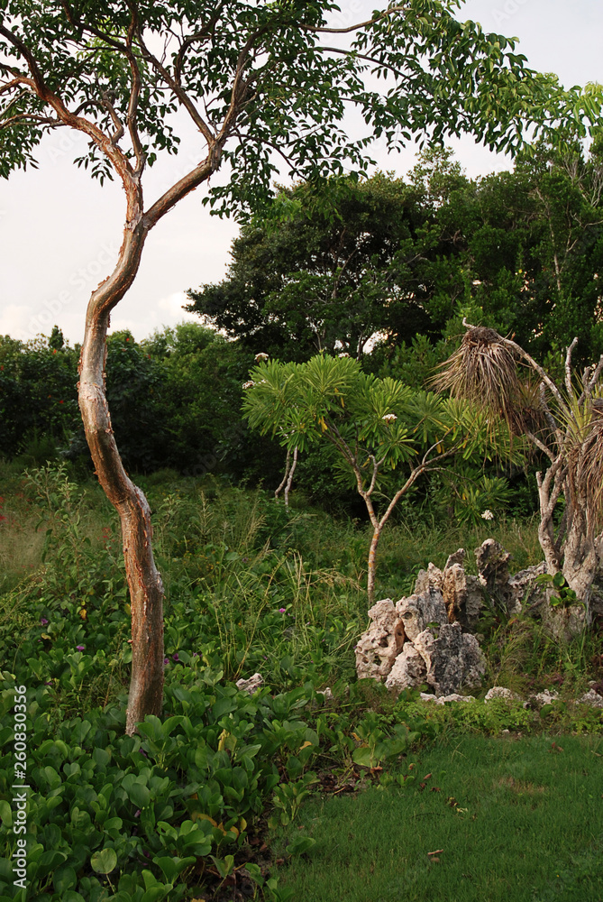 roche sous les palmiers