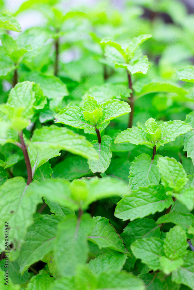 GREEN LEAVES OF MINT PLANT