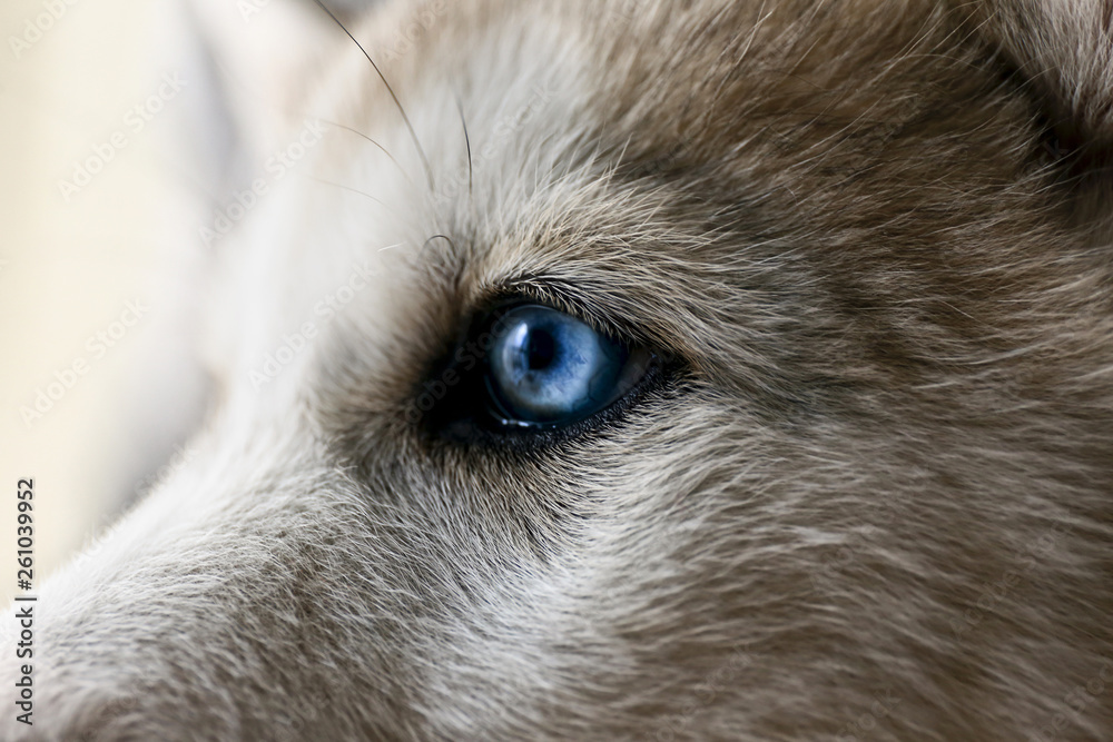 Cute Husky puppy, closeup