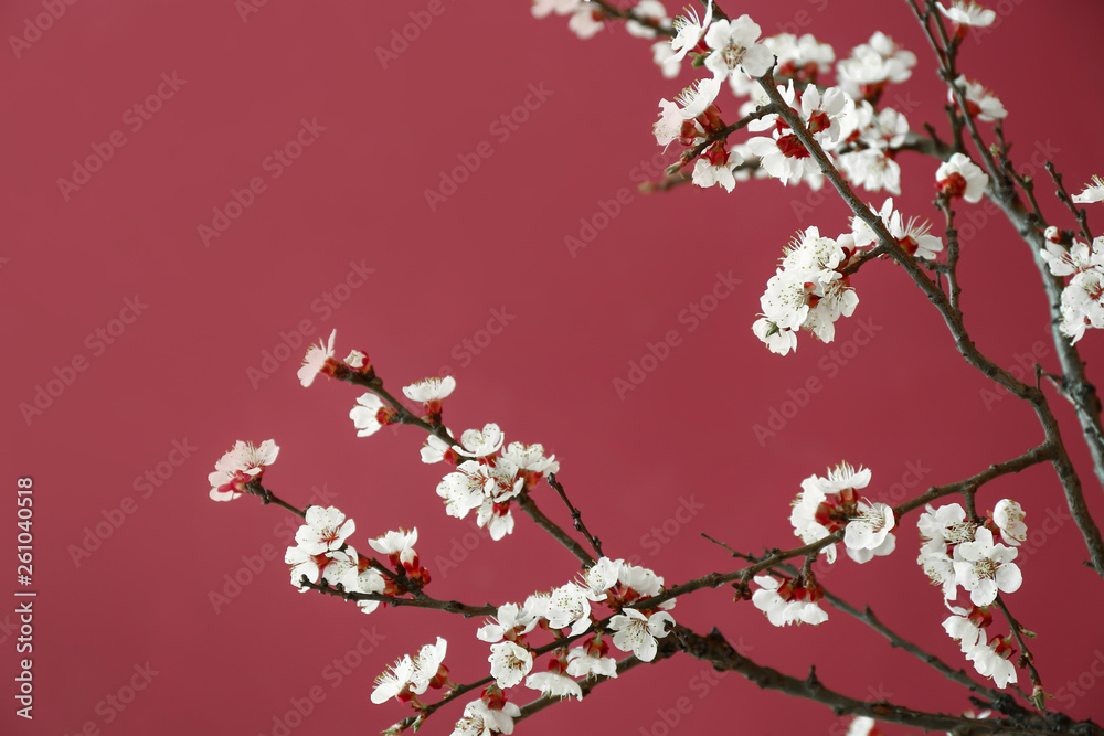 Beautiful blossoming branches on color background