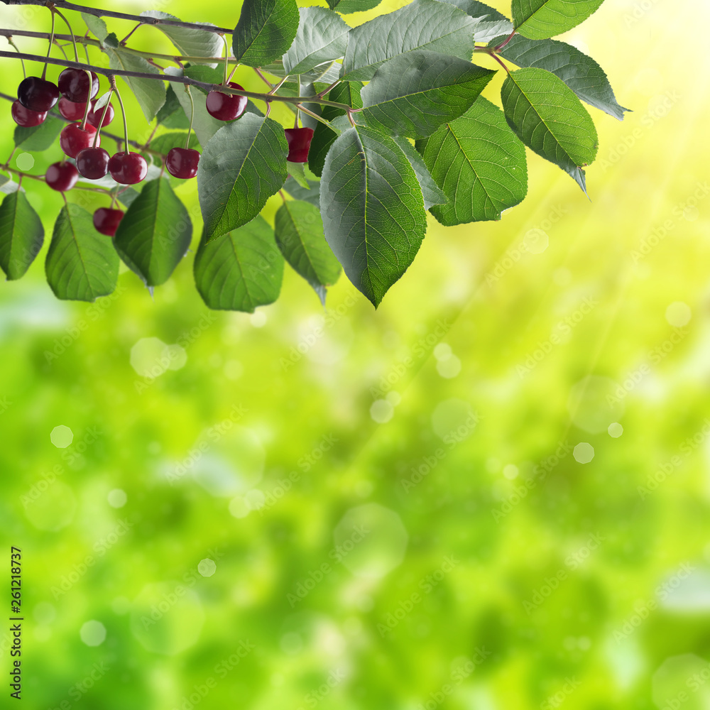 Delicious juicy cherry berries on branch