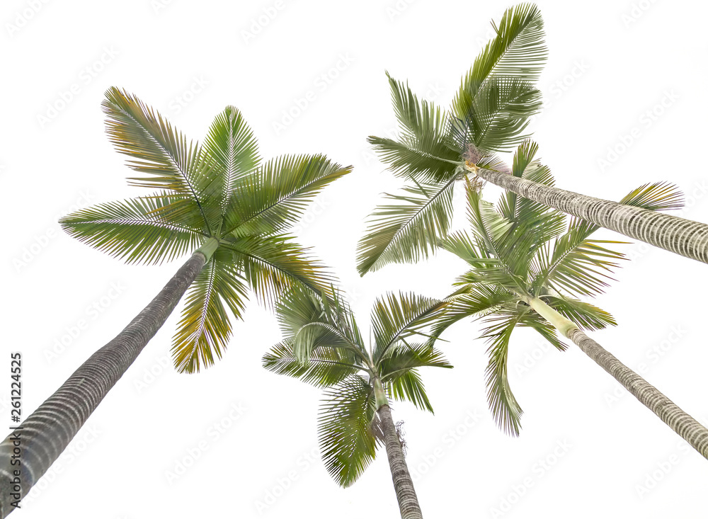 Plam trees isolated on the white background