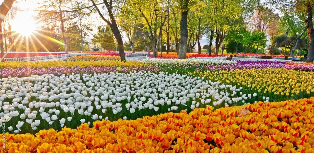 Sun Reflection in Tulip Garden