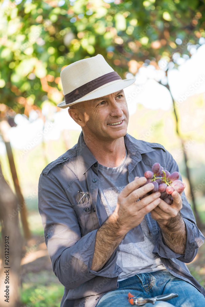 Adult gardener working in vine row